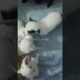 little paws 🐾🐾 Cute puppies 20 days old #newbornpuppies #love #guguu #softpaws #tinypomeranian