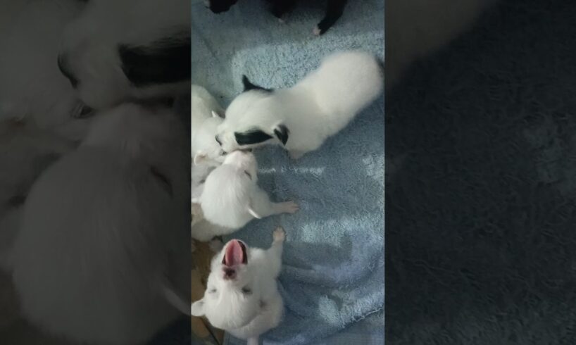 little paws 🐾🐾 Cute puppies 20 days old #newbornpuppies #love #guguu #softpaws #tinypomeranian