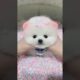 mere buggu kis u mis u love u dogs status status dogs cute dogs dog baby cute dog short status video