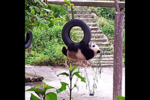panda playing  #panda #funny #foryou #trending #youtubeshorts #ai #cutebaby #animals