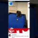 premium cat playing billiards  #cat