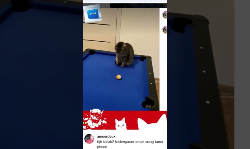 premium cat playing billiards  #cat