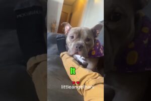 puppy Rescue ❤️ | Heartwarming #Shorts