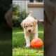 puppy playing funny video #puppy #cute #pets #funny #dog #animals #viral #shorts