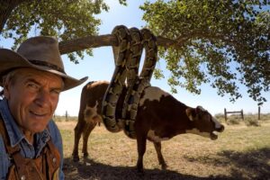 rescue animal: Animal Control Rescues Cow from Giant Anaconda