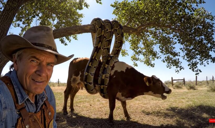 rescue animal: Animal Control Rescues Cow from Giant Anaconda