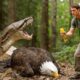 rescue animal: Hiker Rescues Eagle Family from Giant Boa Constrictor