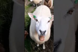 #sheep #cow #goat 19