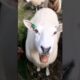 #sheep #cow #goat 19