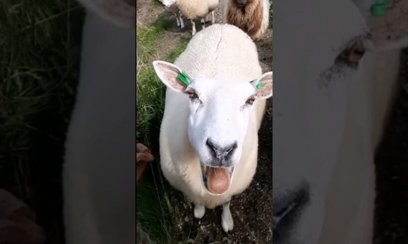 #sheep #cow #goat 19