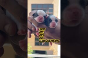 #shihtzu #shorts #trending #cute #puppies #shorts