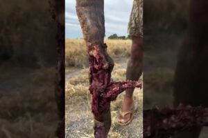 #shorts  #videos #animals