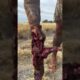 #shorts  #videos #animals