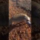 #shortvideo  #animals  #amazing