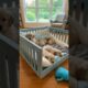 small cutest puppies excitement for eating 💖💖 #cute #puppy
