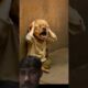 so cute puppies so sad 😿😭 story's #dogshorts 😿😭🐶help me 🙏😿