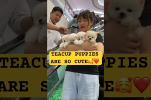teacup dog breeds /teacup puppies🐕 #shorts #dog #toys #cute #cute puppy #cutepuppy #cutepup #shorts