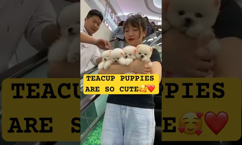 teacup dog breeds /teacup puppies🐕 #shorts #dog #toys #cute #cute puppy #cutepuppy #cutepup #shorts