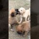 village cute puppies adorable short video 📸 🐶#dog #shorts