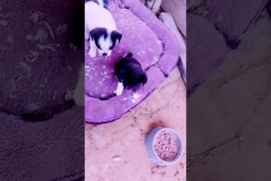 yall like ny doggies? #music #trend #trending #cute #puppies