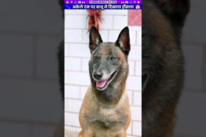 अकेले दम पर बाथू ने दिखाया हौंसला #animal #animalrescue #animallover #rescue #dog