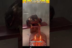 अस्पताल में मिली उम्मीद और राहत #animal #animalrescue #animallover #rescue #eagle