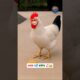 आज नहीं बचेगा 🐔😂😅 #funny #thetharpuns #aalupyajjoke #comedy