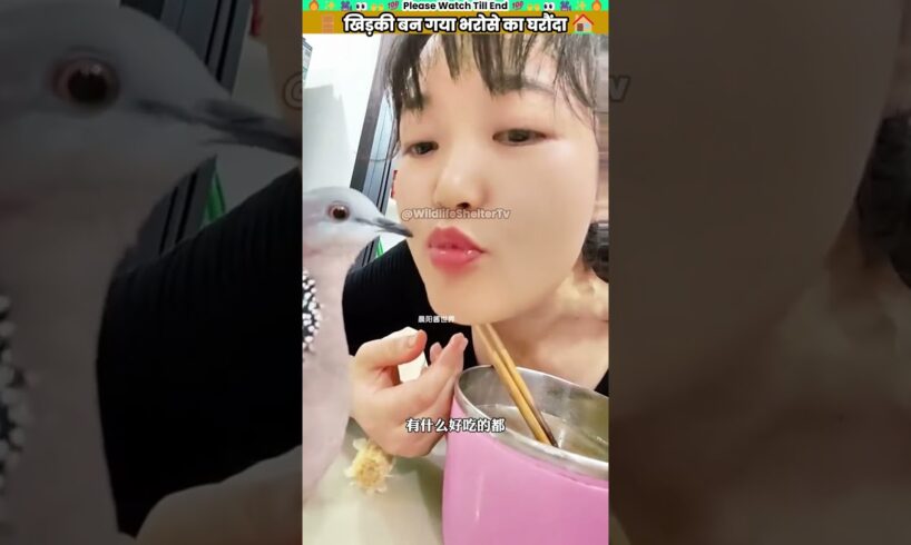 खिड़की बन गया भरोसे का घरौंदा #animal #animalrescue #animallover #rescue #pigeonlover