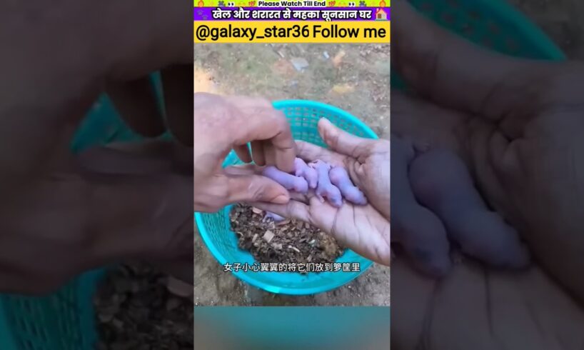 खेल और शरारत से महका सूनसान घर #animal #animalrescue #animallover #rescue #squirrel‎⁨@galaxy_star36⁩