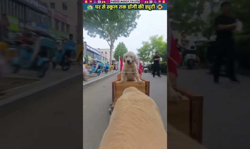 घर से स्कूल तक डॉगी की ड्यूटी #animal #animalrescue #animallover #rescue #dog
