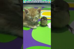 चिड़िया और बिल्ली की अनोखी दोस्ती #animal #animalrescue #animallover #rescue #birdlovers