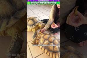 छोटे कछुओं ने दिलाई बड़ी कामयाबी #animal #animalrescue #animallover #rescue #turtle