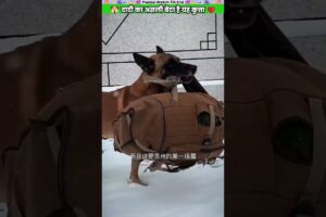 दादी का असली बेटा है यह कुत्ता #animal #animalrescue #animallover #rescue #dog