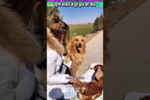 मुर्गी बाज़ार में हुई कुत्ते की जीत #animal #animalrescue #animallover #rescue #dog