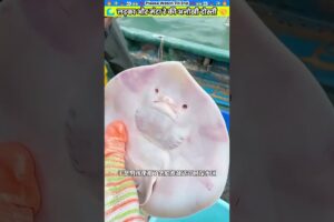 लड़का और मंटा रे की अनोखी दोस्ती #animal #animalrescue #animallover #rescue #fishinglife