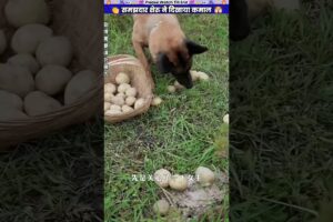 समझदार शेरु ने दिखाया कमाल #animal #animalrescue #animallover #rescue #dog