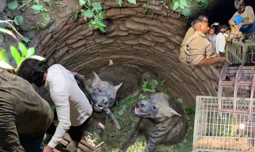 हैरतअंगेज कारनामा, कुएं में गिरे 2 खूंखार जानवर का रेस्क्यू कैसे किया! Dangerous Hyena Animal Rescue