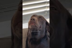 #112 Funniest Cats And Dogs videos 🐶🐱 #funny #animals #cuteanimals