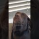 #112 Funniest Cats And Dogs videos 🐶🐱 #funny #animals #cuteanimals
