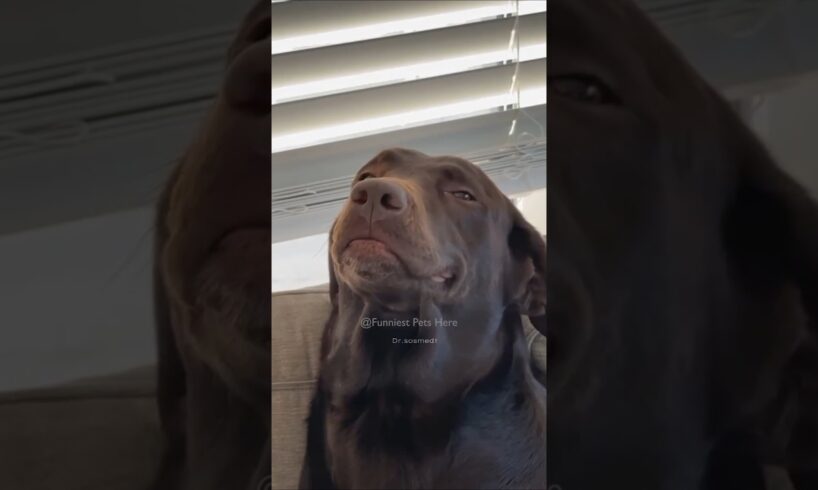 #112 Funniest Cats And Dogs videos 🐶🐱 #funny #animals #cuteanimals