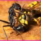 15 DEADLIEST Moments of Battles Between Ants and Flying Insects | Animal Fights