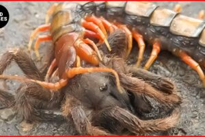 15 Deadly Fights in the Insect Kingdom Ever Caught On Camera | Animal Fights