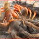 15 Deadly Fights in the Insect Kingdom Ever Caught On Camera | Animal Fights