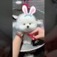 The love for these cute puppies grows day by day #dog #pet #cutedog #puppy #puppylove #cuteanimal
