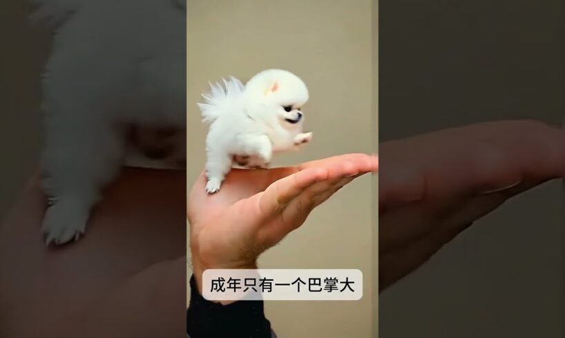 The love for these cute puppies grows day by day #dog #pet #cutedog #puppy #puppylove #cuteanimal