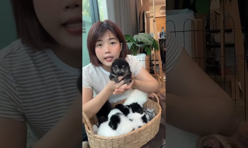 Cute Dog Collection, The World’s Cutest Puppies #dog #puppies #puppy #video #cute #cutest