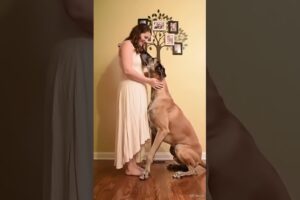 #dog #lovedog #dogs #puppy #doglover #doglife #love#cute #puppies #ilovemydog #cutedog #husbandog