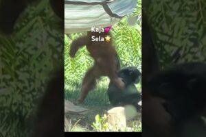 Orangutan Kaja and Siemang Sela play! California USA  #lifeisbutadream #sandiegozoo#animals