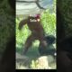 Orangutan Kaja and Siemang Sela play! California USA  #lifeisbutadream #sandiegozoo#animals