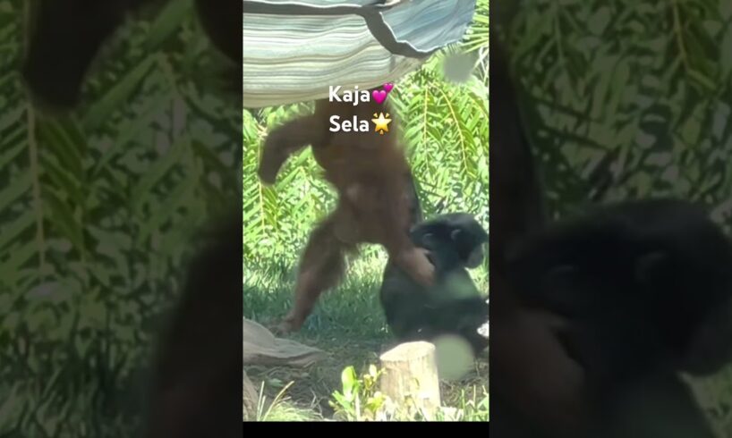 Orangutan Kaja and Siemang Sela play! California USA  #lifeisbutadream #sandiegozoo#animals